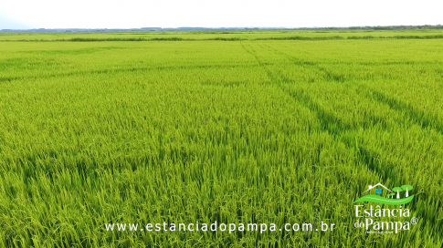 DOS EÓLICOS VIRA P FAZENDA_Moment.00_01_22_06.Quadro047_4319de8cda61b2e384cd9c6d7c2aa7d0c3939ad1.png